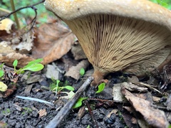 Paxillus cuprinus