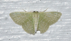 Synchlora frondaria