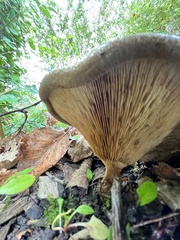 Paxillus cuprinus