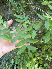 Celtis tenuifolia