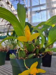 Lycaste