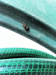 Paraphidippus aurantius