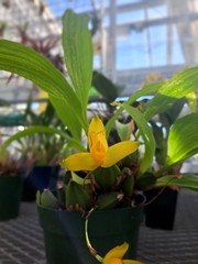 Lycaste