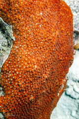 Montastraea cavernosa