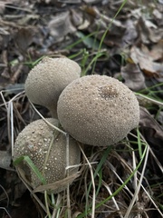 Lycoperdon perlatum