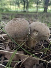 Lycoperdon perlatum