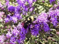 Bombus fraternus