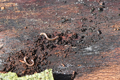 Blaniulus guttulatus