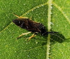 Cladius pectinicornis