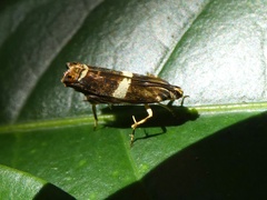 Hilarographa ribbei