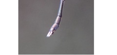 Chalcolestes parvidens
