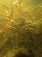 Potamogeton epihydrus