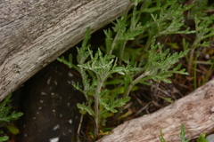 Eriophyllum lanatum