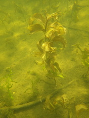 Potamogeton amplifolius