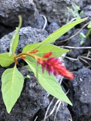 Celosia