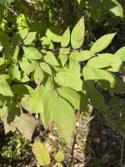 Fraxinus nigra