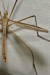 Tipula