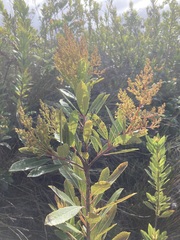 Laurophyllus capensis