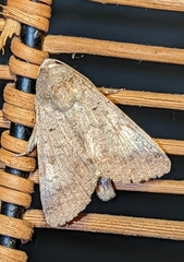 Pandesma