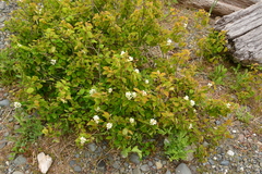 Amelanchier alnifolia
