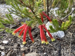 Erica discolor