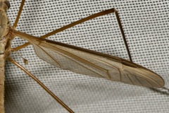 Tipula
