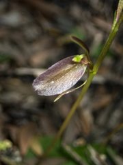 Cyrtostylis