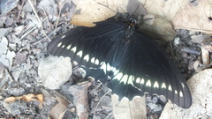 Battus polydamas polydamas