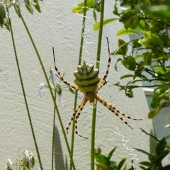 Argiope australis