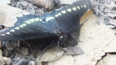 Battus polydamas polydamas