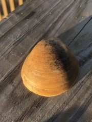 Laevicardium serratum