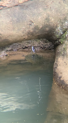 Rhinoclemmys funerea