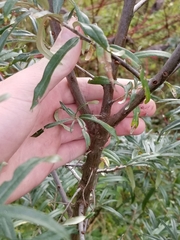 Hippophae rhamnoides