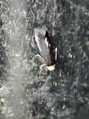 Nepticulidae