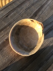 Laevicardium serratum