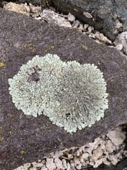 Flavoparmelia baltimorensis