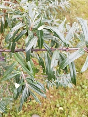 Hippophae rhamnoides