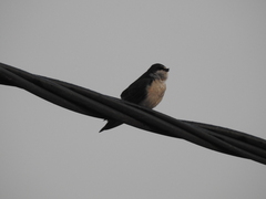 Tachycineta leucorrhoa