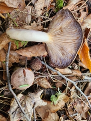 Lactarius uvidus
