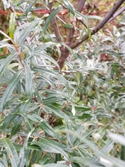 Hippophae rhamnoides
