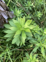 Osmitopsis osmitoides