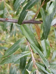 Hippophae rhamnoides