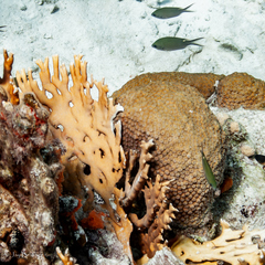 Montastraea cavernosa