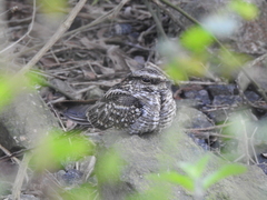 Hydropsalis torquata