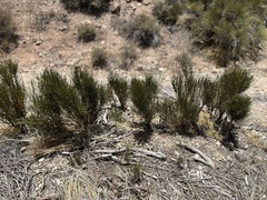 Ephedra viridis