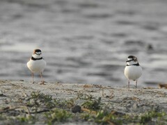 Charadrius collaris