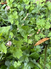 Geranium molle