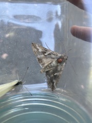 Autographa