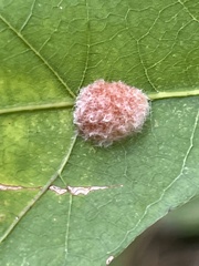 Druon quercusflocci