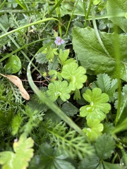 Geranium molle